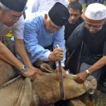 Wow…Mempawah Sembelih 373 Hewan Kurban di 9 Kecamatan