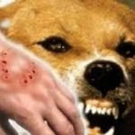 Hati-Hati Virus Rabies Mulai Menyerang