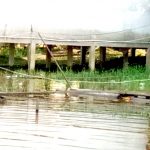 PETI Marak di Sintang, Kapuas dan Melawi Semakin Tercemar