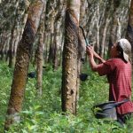 Harga Karet Anjlok, Ini Solusi yang Ditawarkan Dewan Sintang