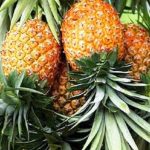 Mempawah Sentra Produk Olahan Nanas