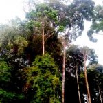 Jaga Hutan Mangrove, Ini Saran Dewan Sintang…