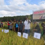 Kurang Ditanam Bikin Sintang Sulit Swasembada Beras