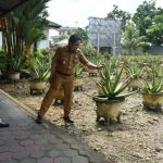 Dorong Aloevera jadi Penyumbang PAD