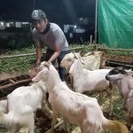 Jelang Idul Adha, Tanray II Banjir Hewan Kurban