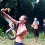 Tangan Kanan dan Kening Digigit Ular Kobra, Kakek-kakek di Toho Tewas