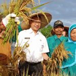 Intensifikasi di Lahan Terbatas Hasilkan Padi Unggul