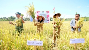 Bupati Karolin Panen Padi Bersama Petani Desa Tempoak