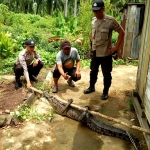 Warga Sungai Purun Kecil Temukan Buaya Rawa Sepanjang 2 Meter