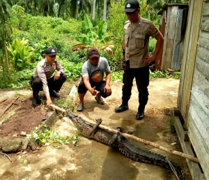 Warga Sungai Purun Kecil Temukan Buaya Rawa Sepanjang 2 Meter