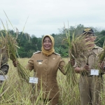 Bupati dan Ketua DPRD Mempawah Panen Raya Beras Merah dan Beras Hitam di Sadaniang
