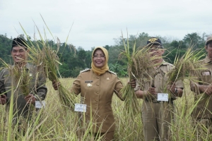 Bupati dan Ketua DPRD Mempawah Panen Raya Beras Merah dan Beras Hitam di Sadaniang