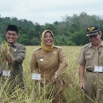 Beras Hitam dan Merah Sehat untuk Dikonsumsi