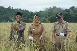 Beras Hitam dan Merah Sehat untuk Dikonsumsi