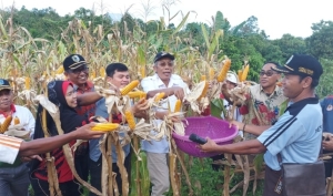 Panen Perdana Jagung Hibrida, Jarot Sebut Sintang Masuk Kabupaten Inflasi Nomor 4 di Indonesia