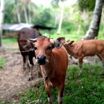Tenang, Stok Sapi di Mempawah Masih Cukup untuk Idul Adha