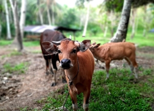 Tenang, Stok Sapi di Mempawah Masih Cukup untuk Idul Adha