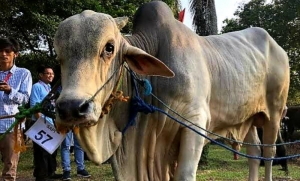 Jokowi Sumbang Sapi Kurban di Desa Peniti Dalam I, Beratnya Mencapai 1,2 Ton