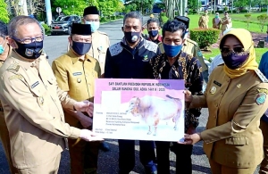 Gubernur Kalbar Serahkan Sapi Kurban Bantuan Presiden, Akan Disembelih di Masjid Nurul Jannah Segedong