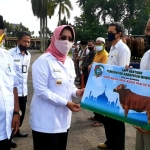 Pemkab Mempawah Berkurban 12 Sapi
