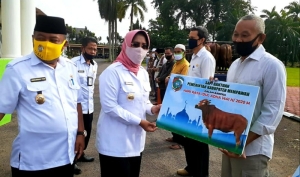 Pemkab Mempawah Berkurban 12 Sapi