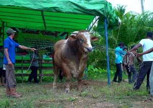 Sapi Kurban Jokowi Disembelih dan Layak untuk Dikonsumsi