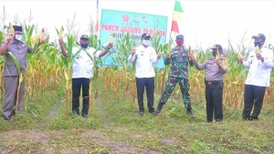 Polisi dan Desa Sejegi Petik Hasil Pertanian Selama Pandemi Corona