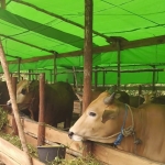 LDII Kalbar Bagikan 15 Ribu Kantong Daging Sapi dan Kambing