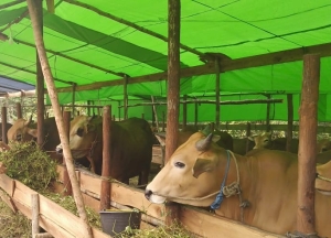 LDII Kalbar Bagikan 15 Ribu Kantong Daging Sapi dan Kambing