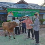Kemenag Kurban 25 Ekor Sapi, 17 Ekor untuk 9 Kecamatan di Mempawah