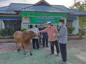Kemenag Kurban 25 Ekor Sapi, 17 Ekor untuk 9 Kecamatan di Mempawah