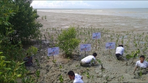 Peduli Lingkungan, Epson Indonesia Tanam 1000 Mangrove di MMP