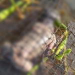 Gempar!!! Warga Antibar Temukan Mayat Bayi Mengapung di Keramba Ikan