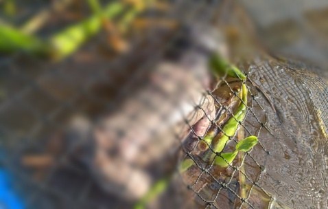 Gempar!!! Warga Antibar Temukan Mayat Bayi Mengapung di Keramba Ikan