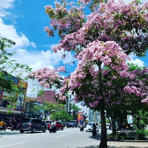 Pohon “Tekoma” Viral di Pontianak
