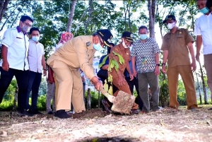 Sintang Budidaya Tanaman “Kakao”