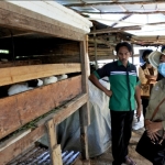 Kelompok Tani Cakra Mandiri Ajak Sekda Keliling ke Pengolahan Pupuk Organik