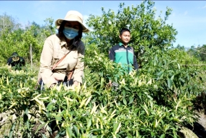 Panen Cabe dan Jeruk Sambal di Baning Panjang, Sekda Akui Pengetahuannya Bertambah
