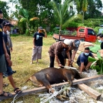 Polres Sintang Sumbang 7 Ekor Sapi Hewan Kurban