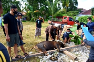 Polres Sintang Sumbang 7 Ekor Sapi Hewan Kurban