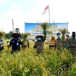 Poktan Makmur Mampu Produksi 120 Padi