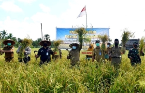 Poktan Makmur Mampu Produksi 120 Padi