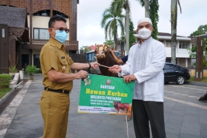 Pemkot Sebar 12 Ekor Sapi untuk Kurban