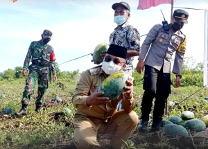 Wabup Panen Perdana 5 Ton Semangka dari Hasil Tani Lembah Hijau 1