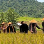 Bupati Erlina Ungkap 85,2 Persen Lahan Pertanian di Mempawah Terima Bantuan Benih Padi Saprodi