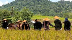 Bupati Erlina Ungkap 85,2 Persen Lahan Pertanian di Mempawah Terima Bantuan Benih Padi Saprodi