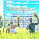 Bupati Erlina Panen Padi Varietas Bestari