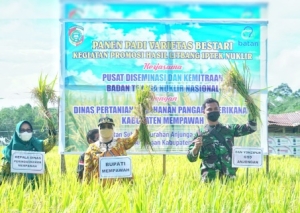 Bupati Erlina Panen Padi Varietas Bestari