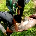 Santri Ponpes Alfatanah Tangkap Ikan Tapah Bobot 54 Kg