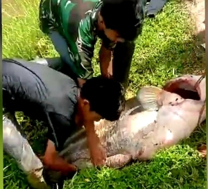 Santri Ponpes Alfatanah Tangkap Ikan Tapah Bobot 54 Kg